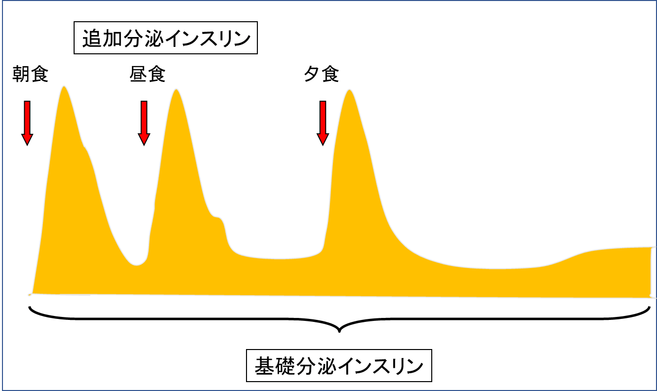 健常人のインスリン分泌